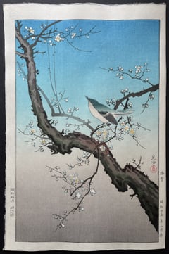 Bush Warbler (Oban) (Seki)