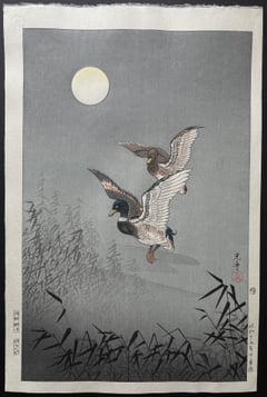 Wild Duck (Seki)